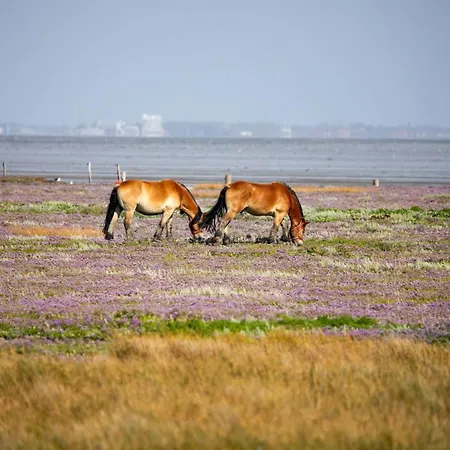 Appartementhaus Bracht - Luetje Fueuertoorn Juist